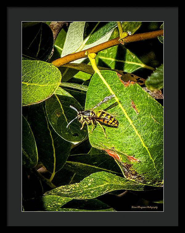 Yellow jacket - Framed Print