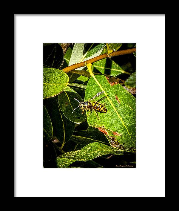 Yellow jacket - Framed Print