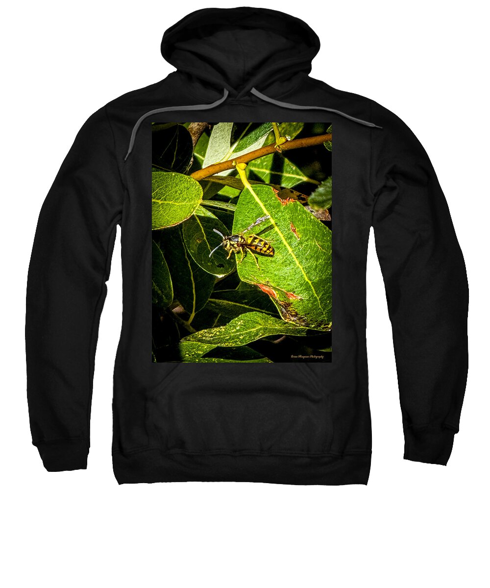 Yellow jacket - Sweatshirt
