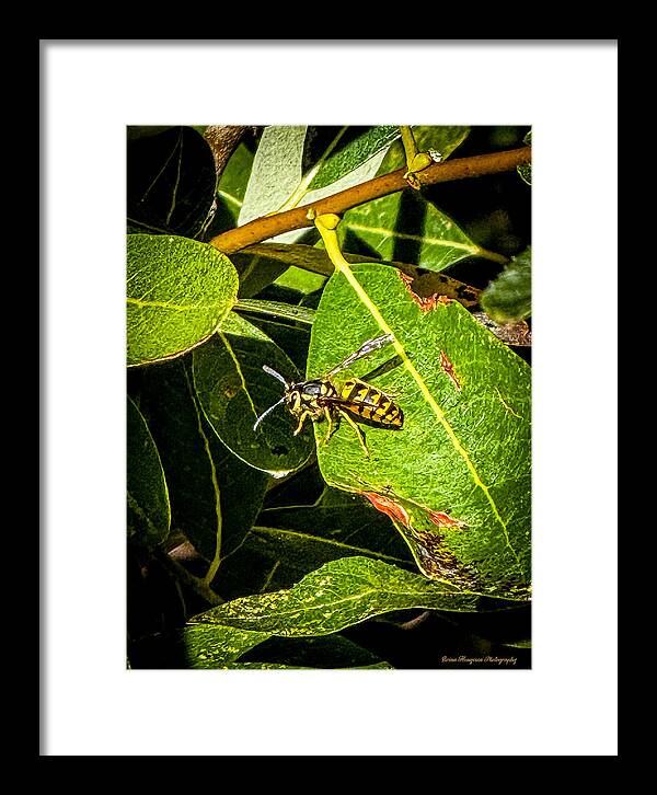 Yellow jacket - Framed Print