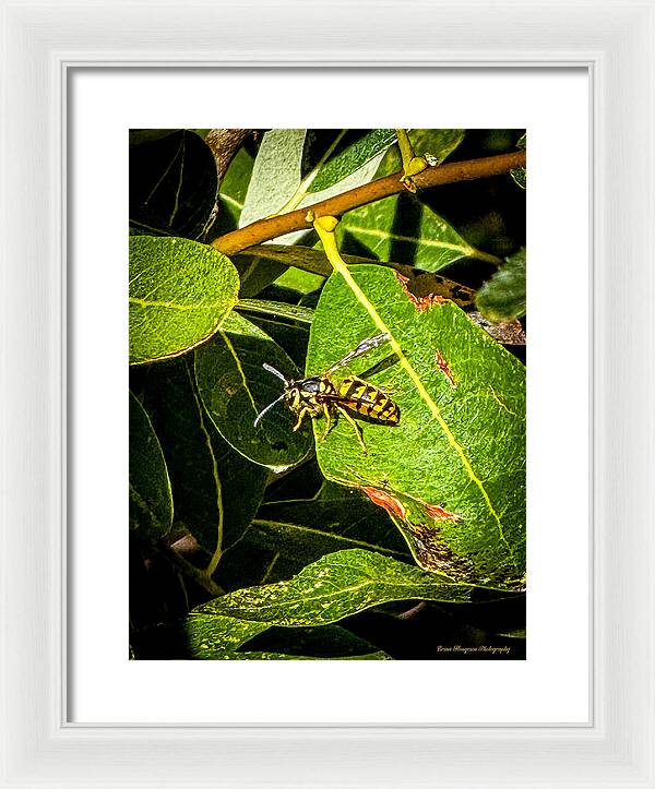 Yellow jacket - Framed Print