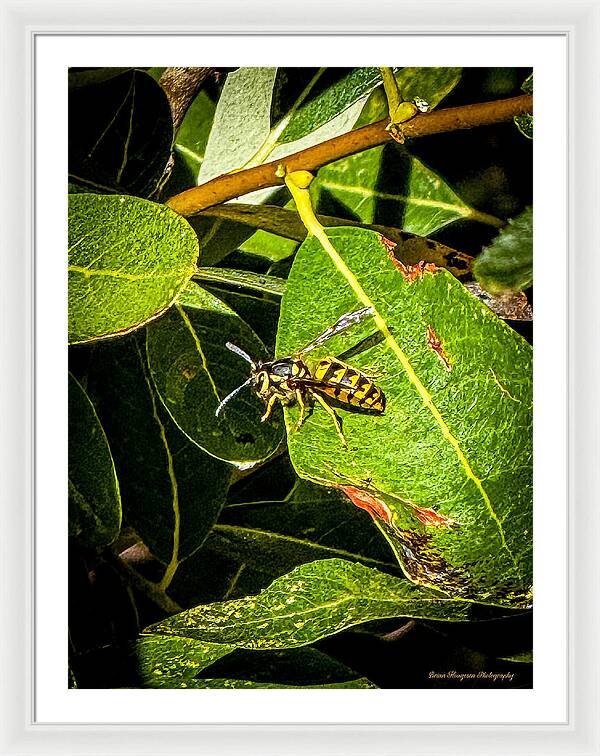 Yellow jacket - Framed Print