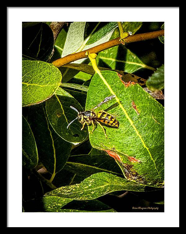 Yellow jacket - Framed Print
