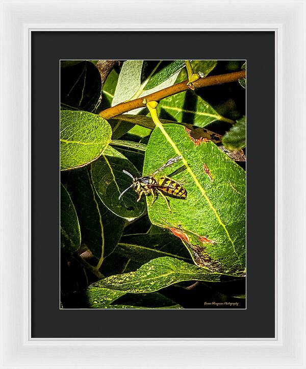 Yellow jacket - Framed Print
