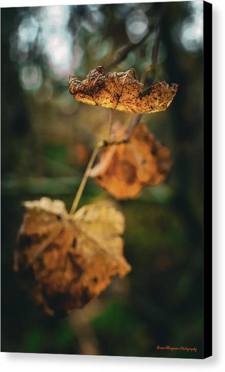 Yellow leaves - Canvas Print
