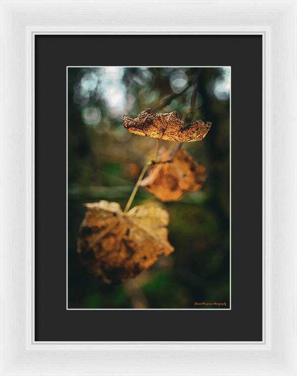 Yellow leaves - Framed Print