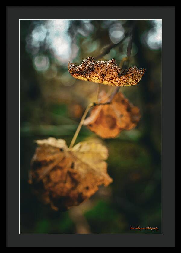 Yellow leaves - Framed Print