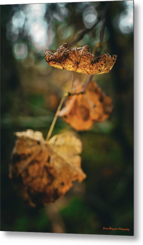 Yellow leaves - Metal Print