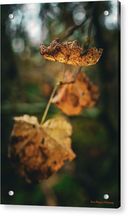 Yellow leaves - Acrylic Print