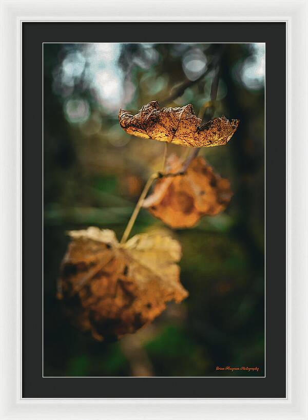 Yellow leaves - Framed Print