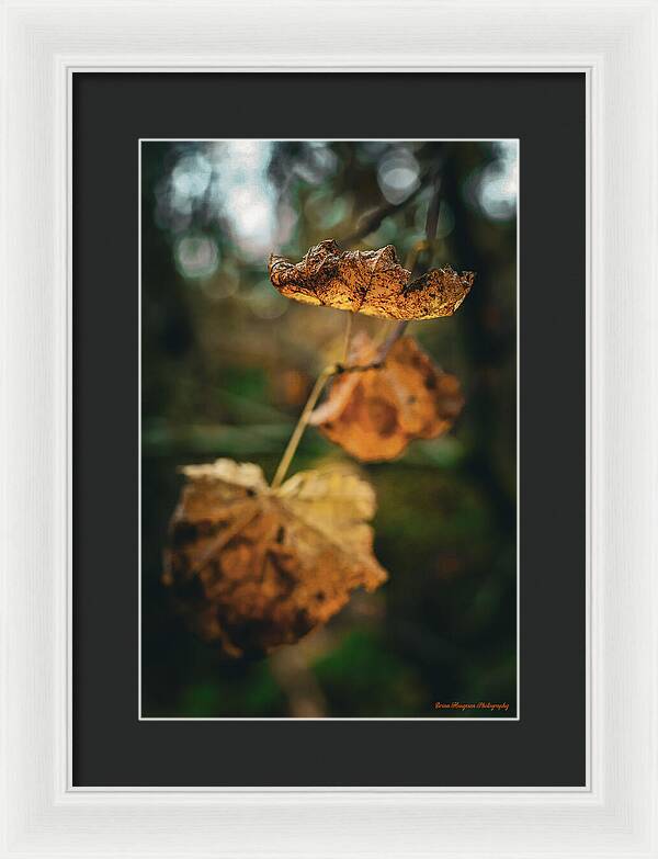 Yellow leaves - Framed Print