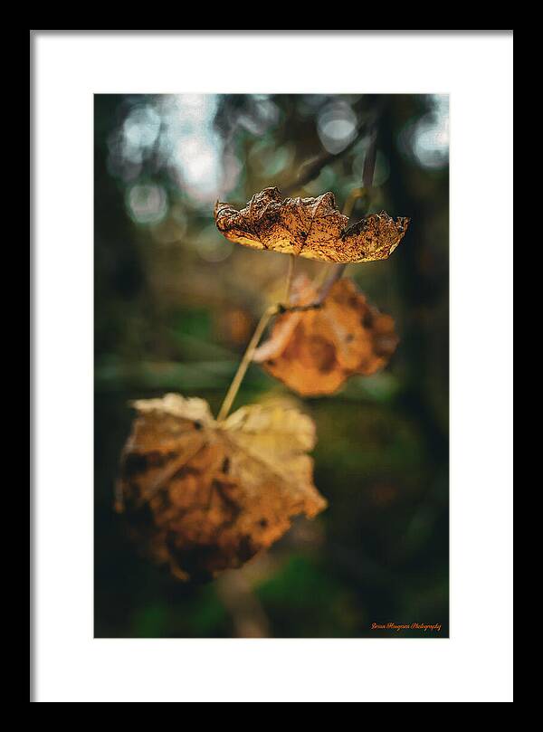 Yellow leaves - Framed Print