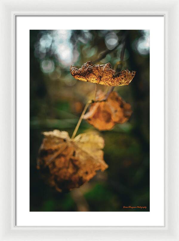 Yellow leaves - Framed Print