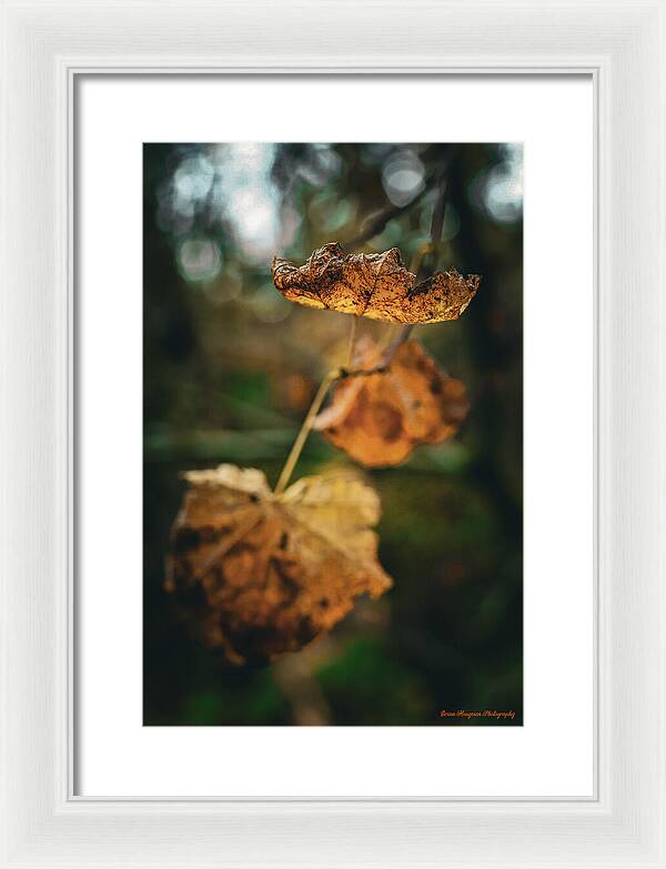 Yellow leaves - Framed Print