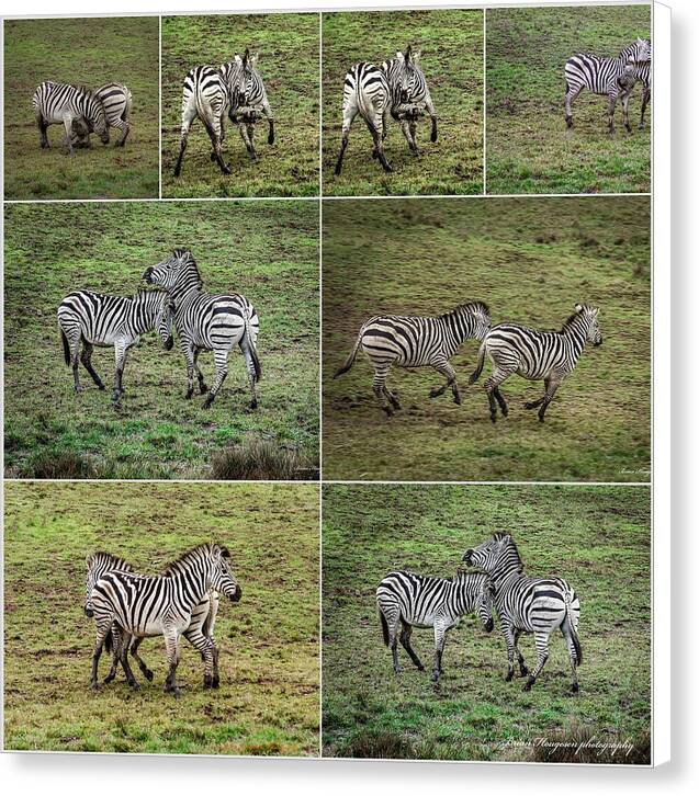 Zebras in play - Canvas Print