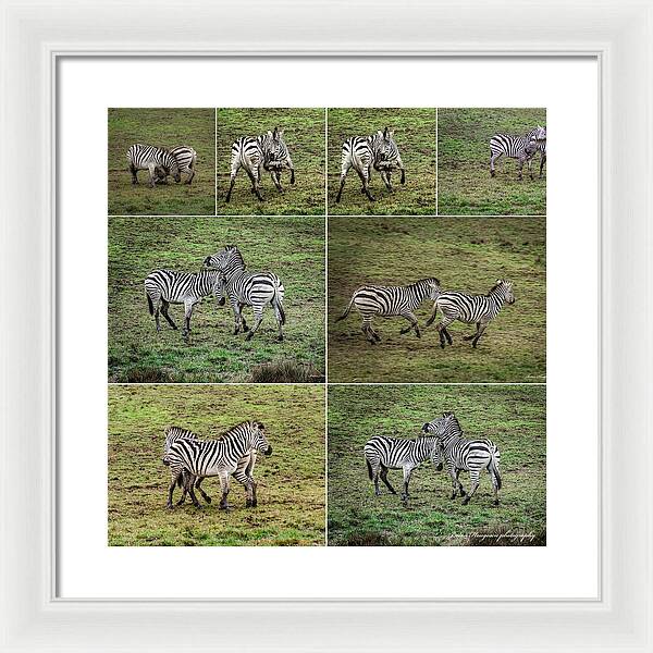 Zebras in play - Framed Print