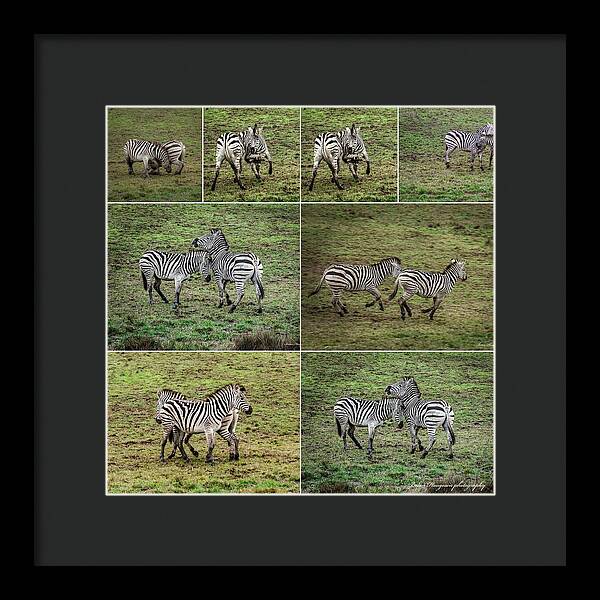 Zebras in play - Framed Print