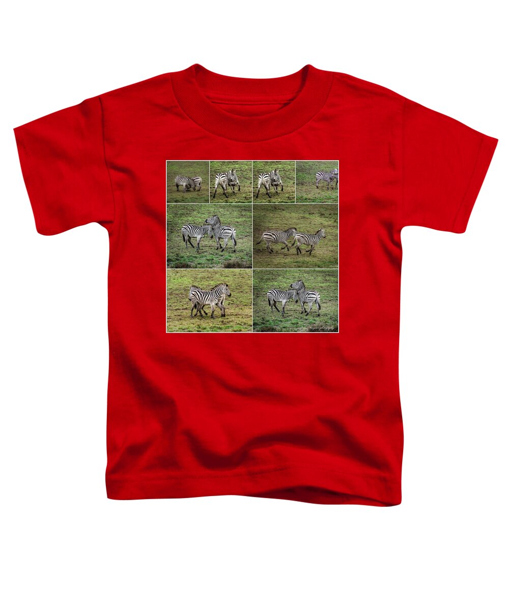 Zebras in play - Toddler T-Shirt