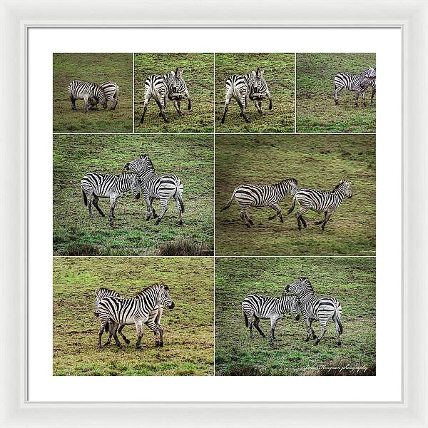 Zebras in play - Framed Print
