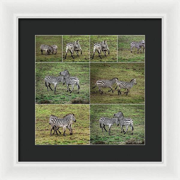 Zebras in play - Framed Print