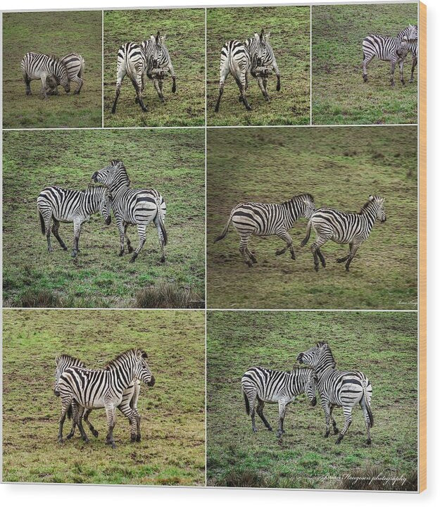 Zebras in play - Wood Print