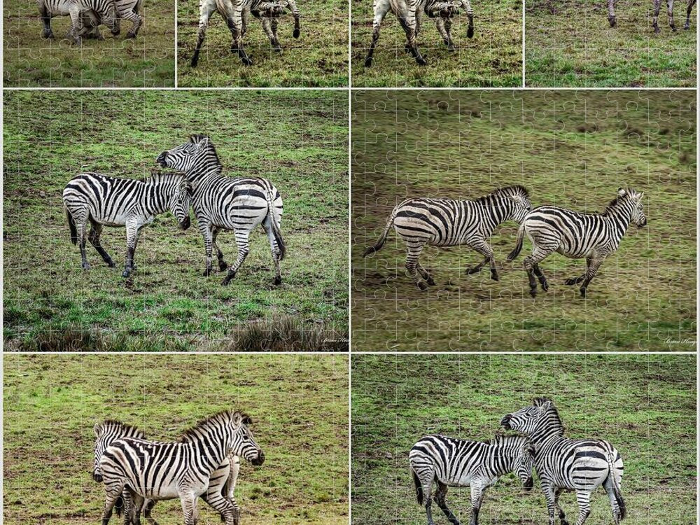 Zebras in play - Puzzle