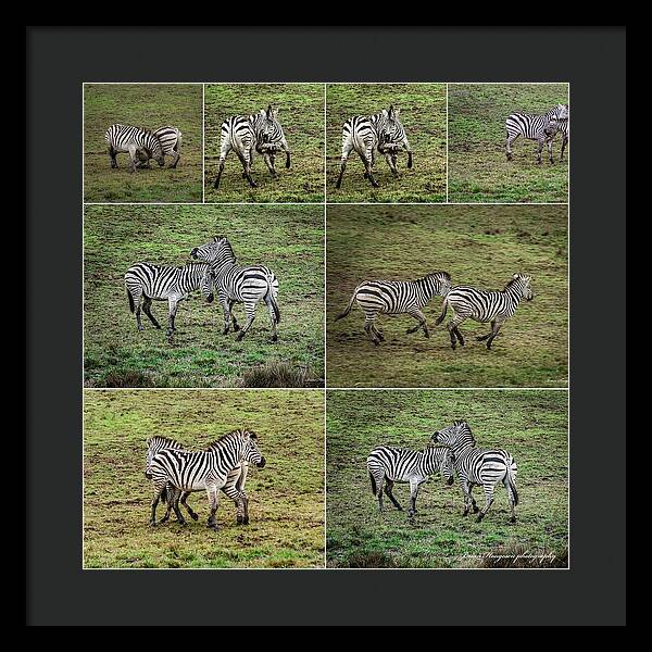 Zebras in play - Framed Print