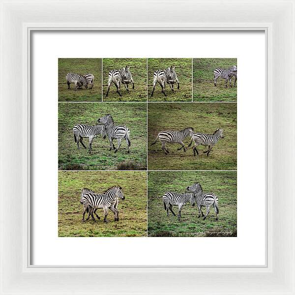 Zebras in play - Framed Print