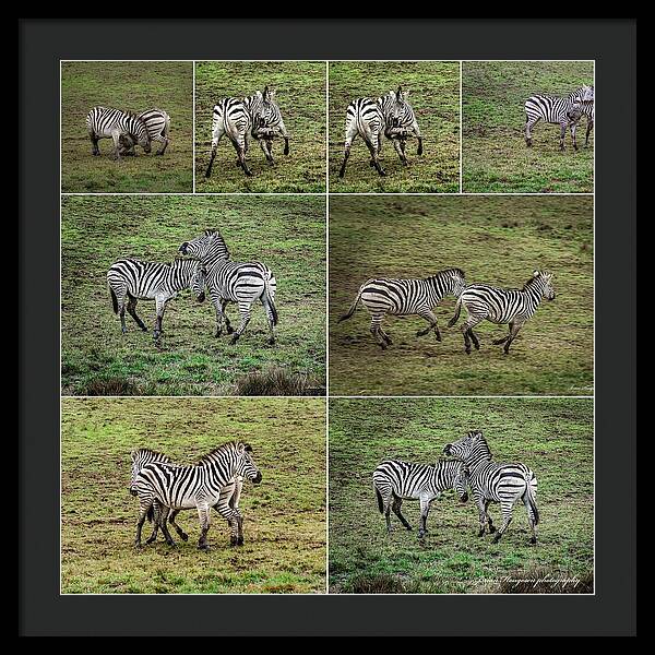 Zebras in play - Framed Print