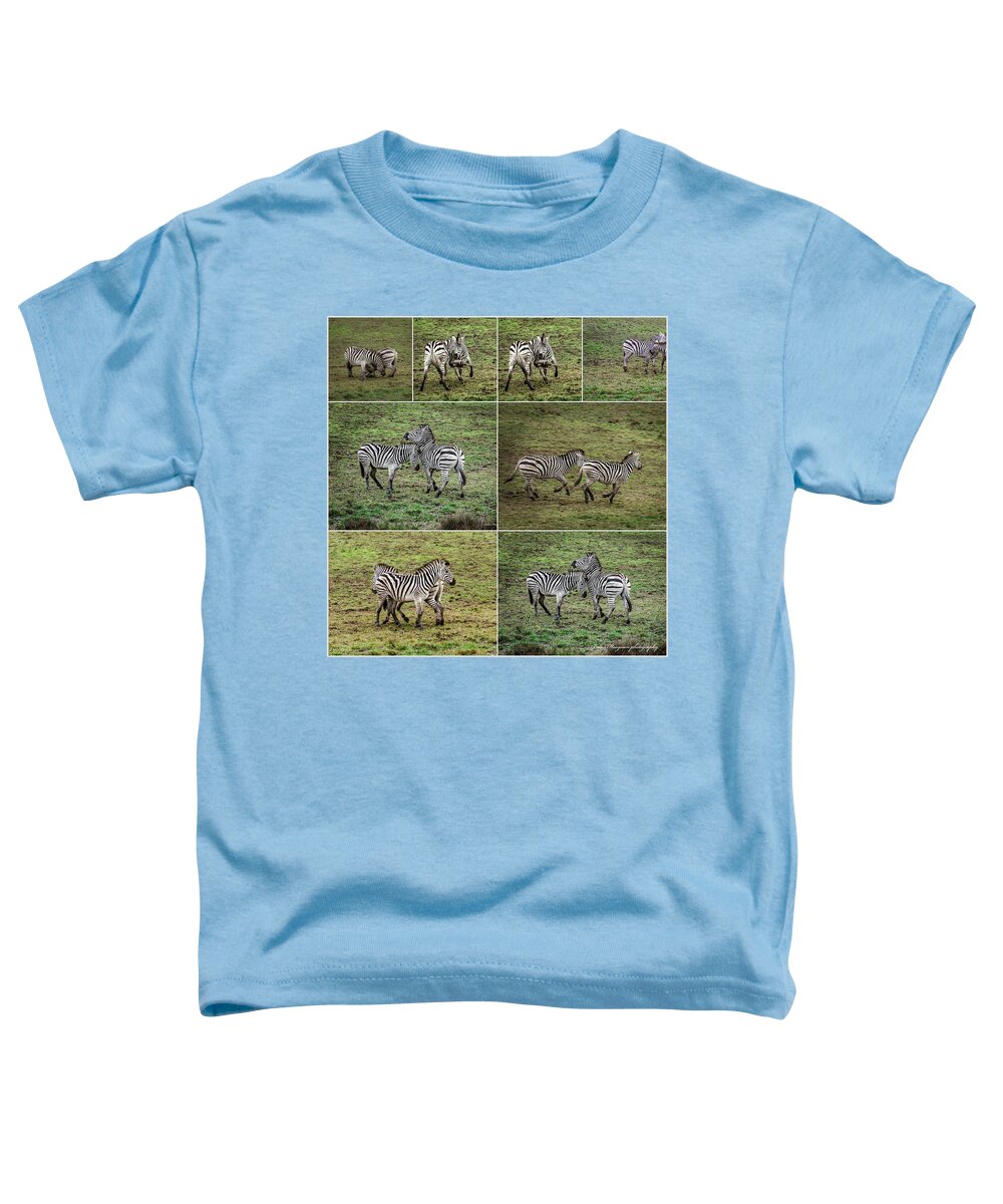 Zebras in play - Toddler T-Shirt