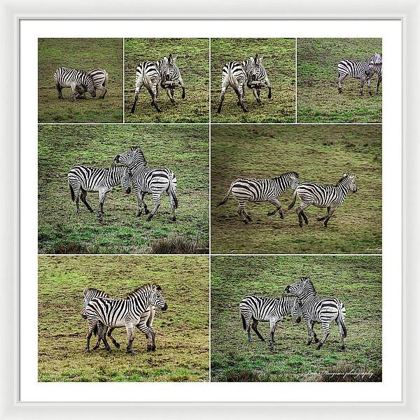 Zebras in play - Framed Print