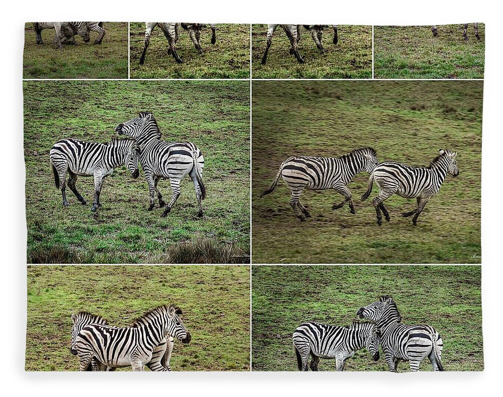 Zebras in play - Blanket