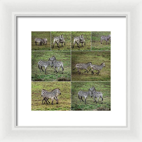 Zebras in play - Framed Print