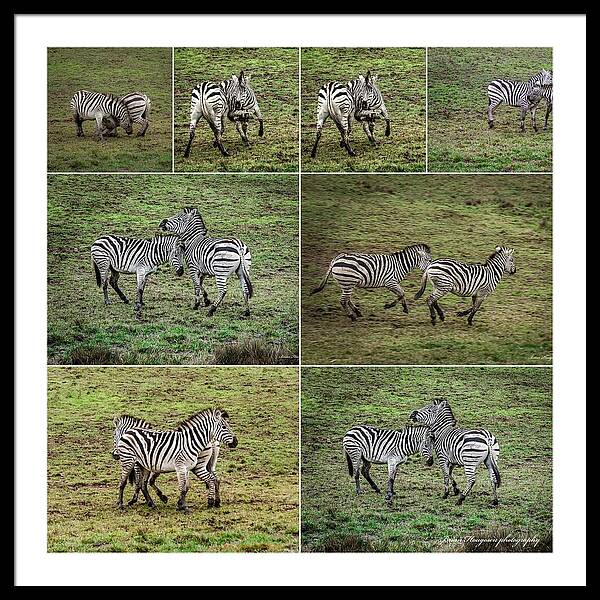 Zebras in play - Framed Print