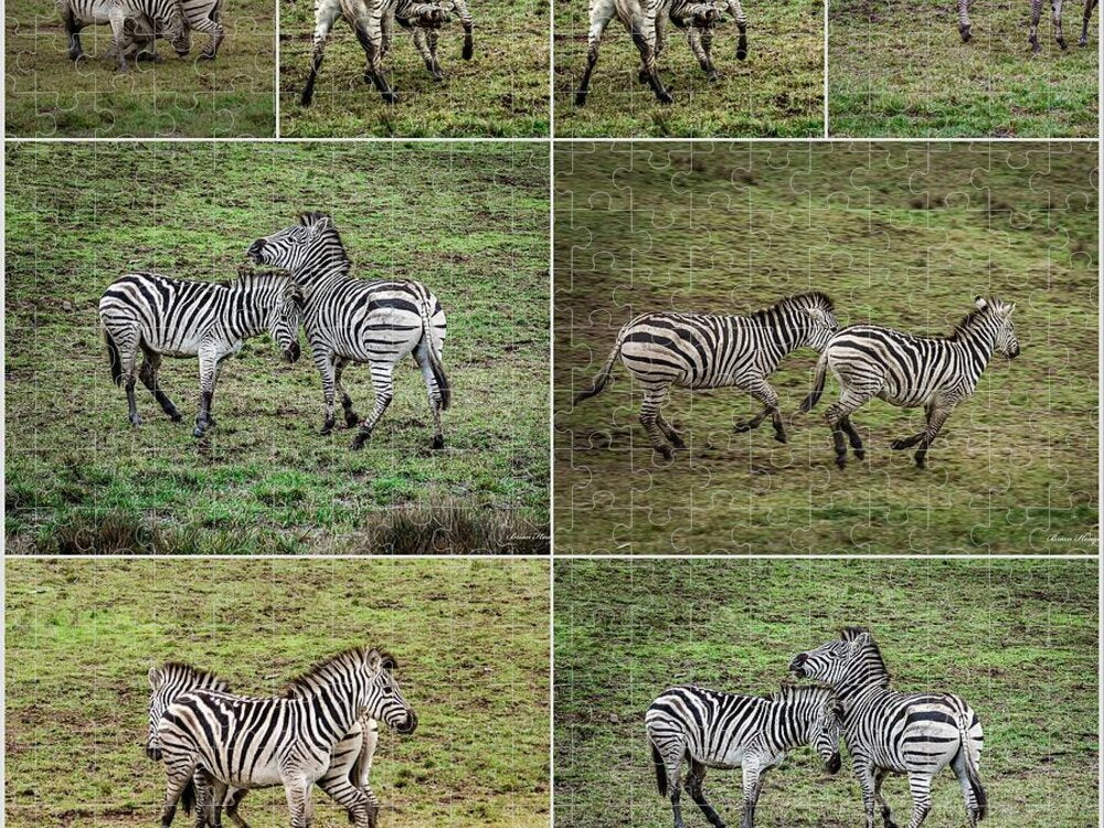 Zebras in play - Puzzle