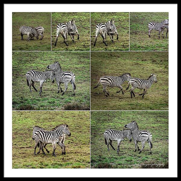 Zebras in play - Framed Print