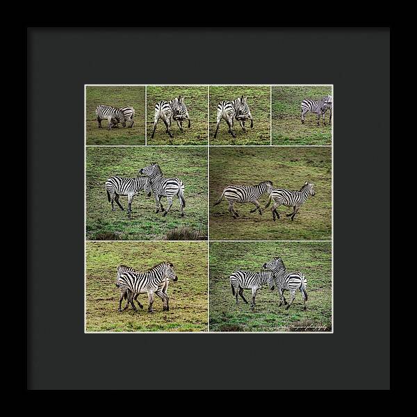 Zebras in play - Framed Print