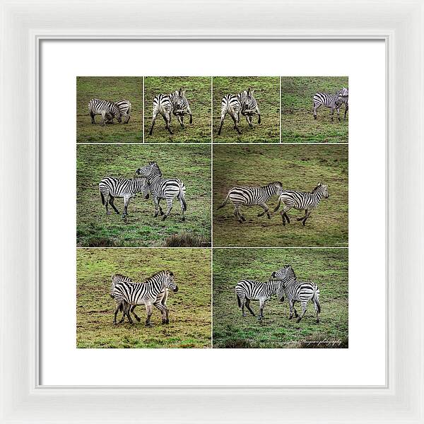 Zebras in play - Framed Print