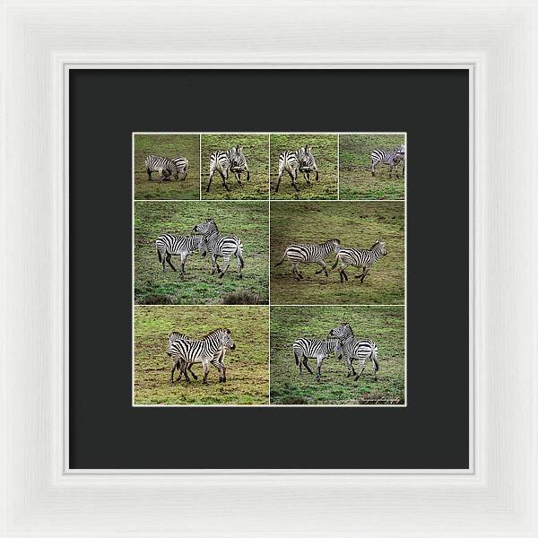 Zebras in play - Framed Print