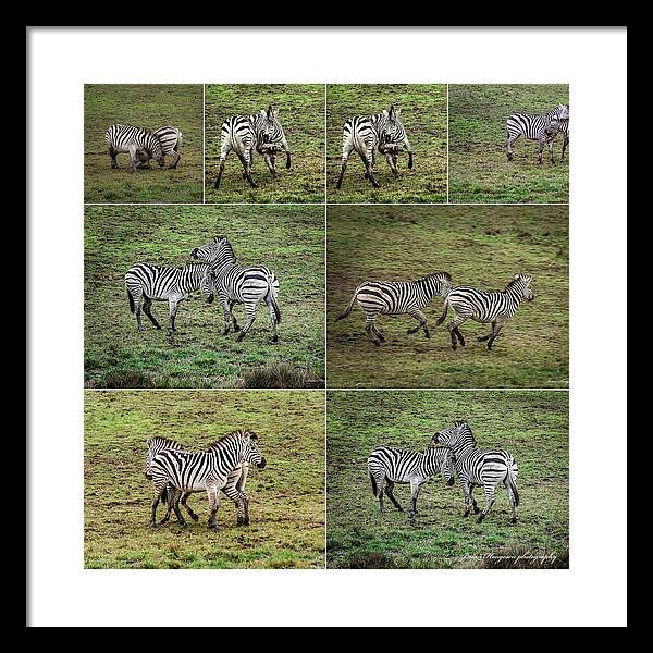 Zebras in play - Framed Print