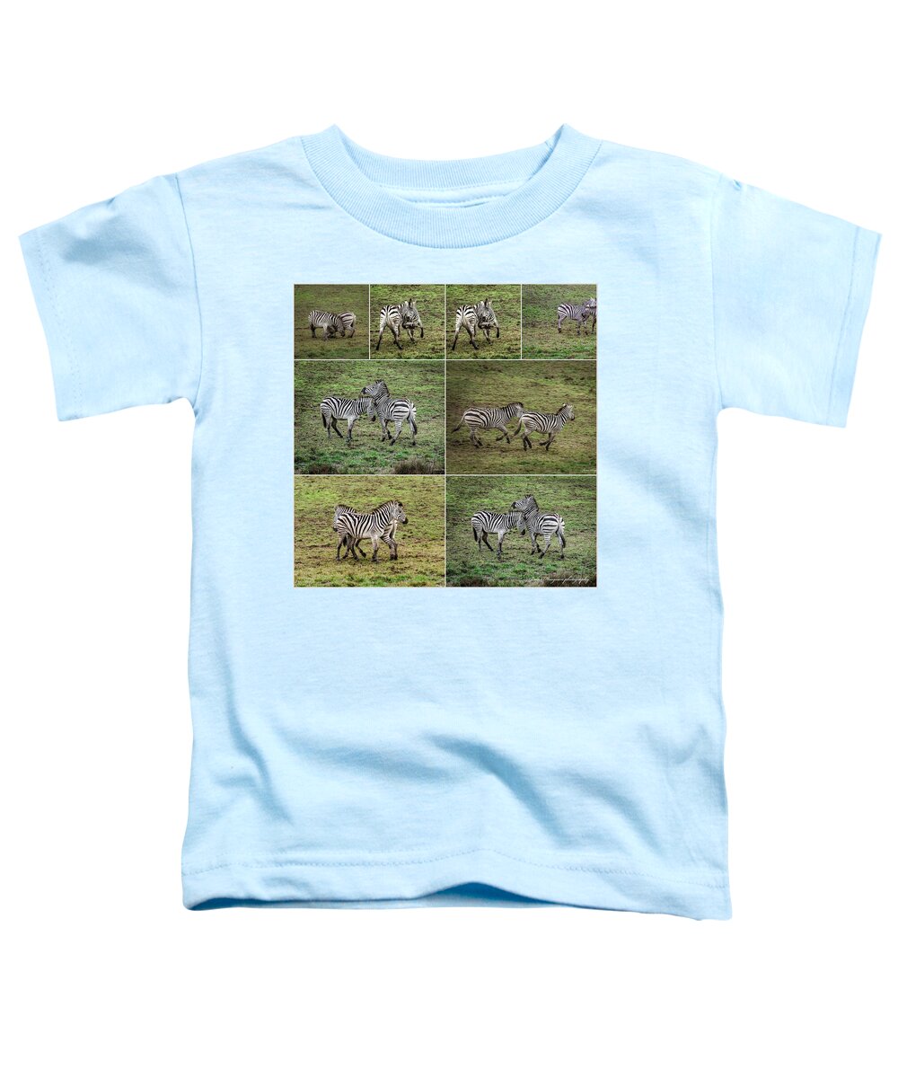 Zebras in play - Toddler T-Shirt