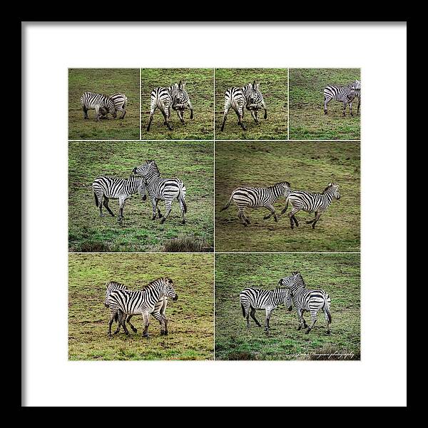 Zebras in play - Framed Print