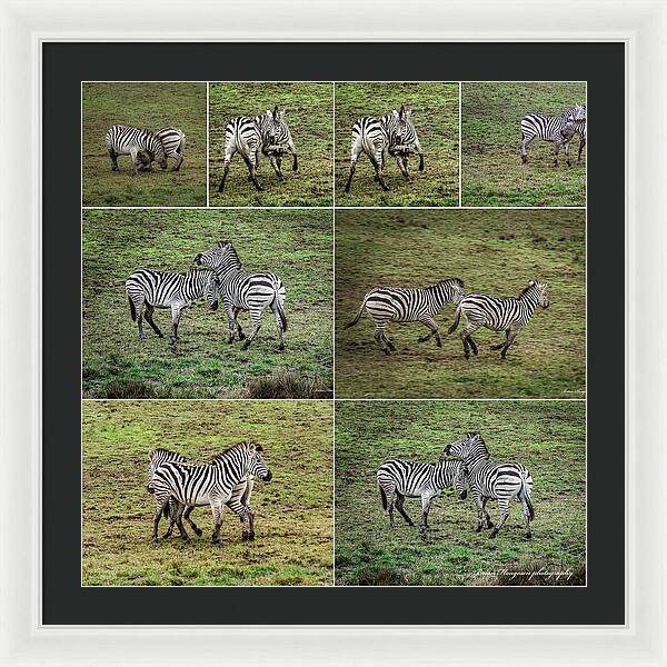 Zebras in play - Framed Print