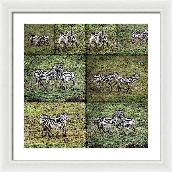 Zebras in play - Framed Print