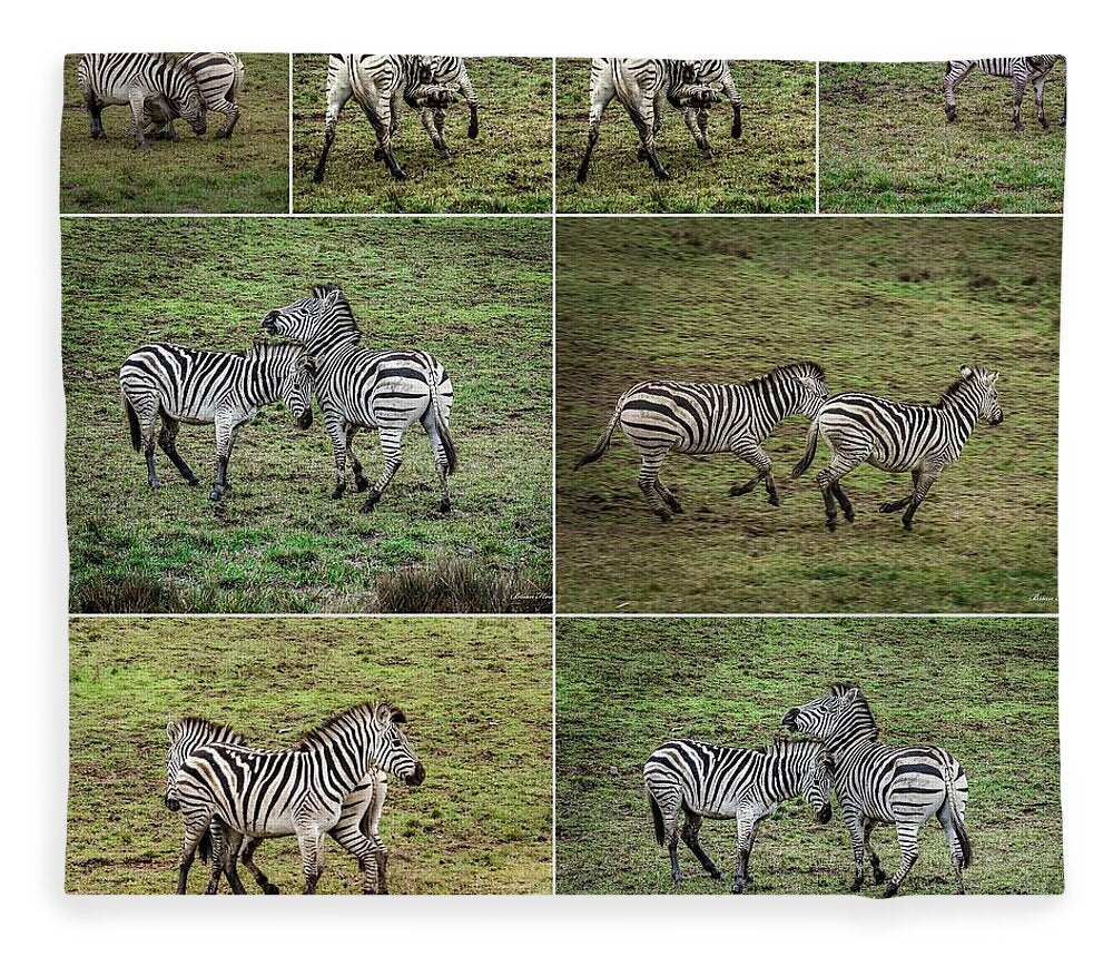 Zebras in play - Blanket