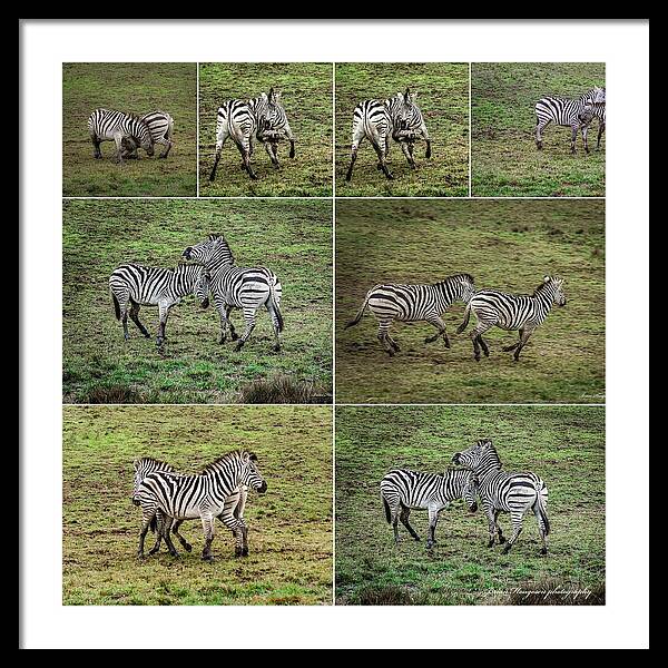 Zebras in play - Framed Print