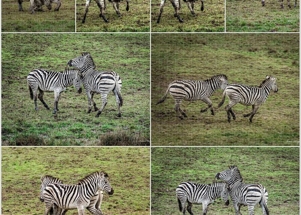 Zebras in play - Puzzle