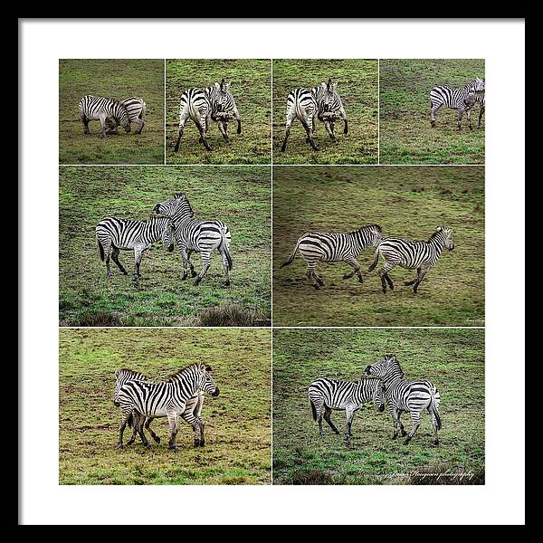 Zebras in play - Framed Print