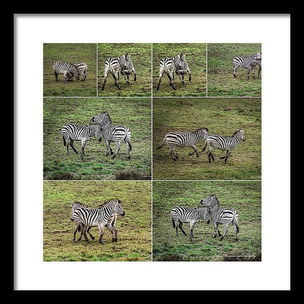 Zebras in play - Framed Print