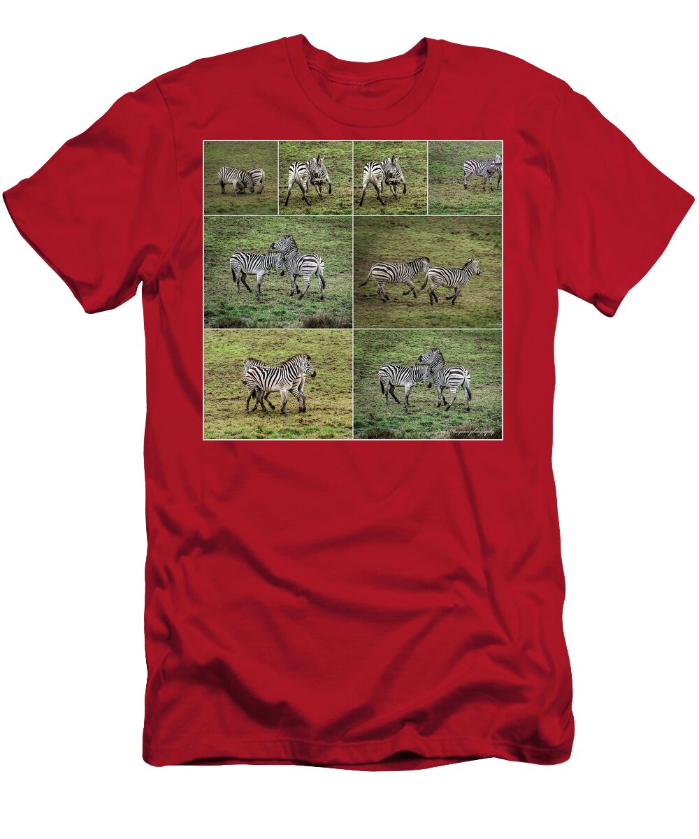 Zebras in play - T-Shirt